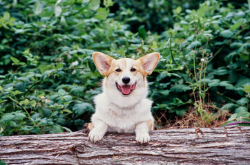 Corgi sitting on tree trunk