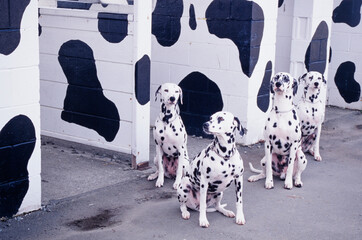 Dalmatians sitting in a stable that has been painted white with black spots