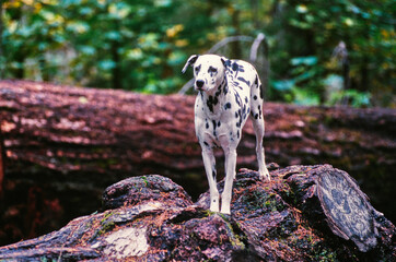 Dalmatian standing on a fallen log