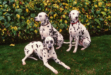 Three dalmatians sitting in front of a hedge