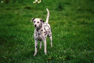 Dalmatian standing in grass