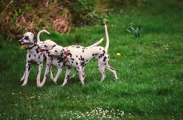 Three dalmatians playing in grass