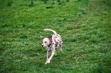 Dalmatian running in grass
