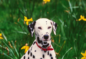 Close-up of a dalmatian in front of daffodils