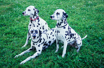 Three dalmatians in grass