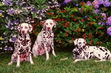 Three dalmatians in front of flowering plants