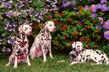 Three dalmatians in front of flowering plants