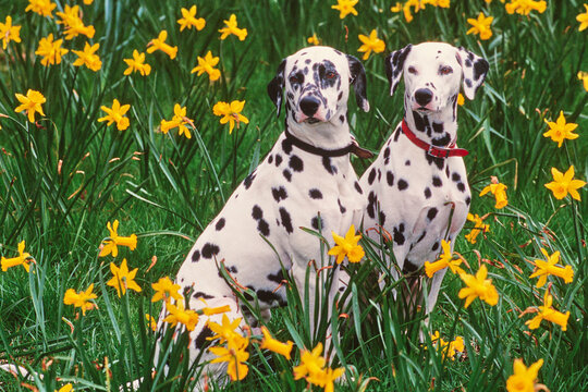 Two dalmatians sitting in a field of daffodils
