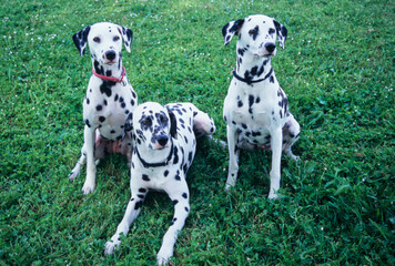 Three dalmatians in grass