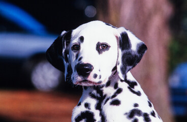 Close-up of a dalmatian's face in an outdoor setting