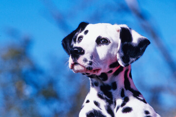 Close-up of a dalmatian's face in front of defocused plants and a blue sky