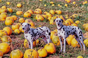Two dalmatians sitting in a pumpkin patch