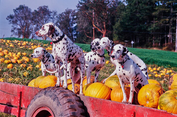 Dalmatians sitting in a wagon full of pumpkins