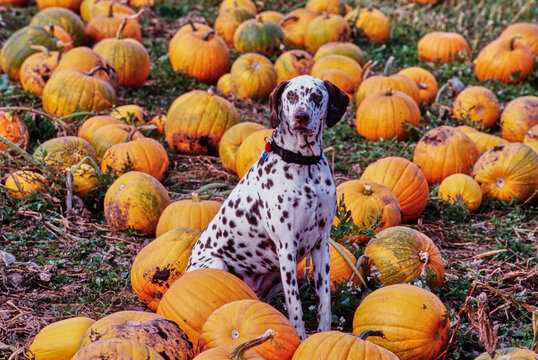 Dalmatian sitting in a pumpkin patch