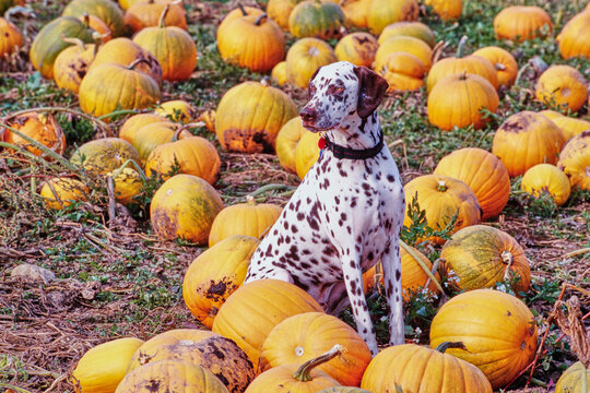 Dalmatian sitting in a pumpkin patch