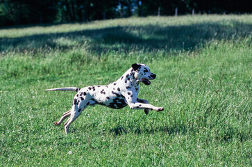 Dalmatian running in grassy field