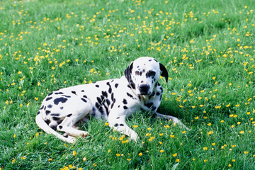 Dalmatian laying in wildflowers