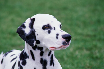 Close-up of a dalmatian's face on grassy background