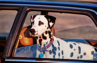 Dalmatian in a car with the window down