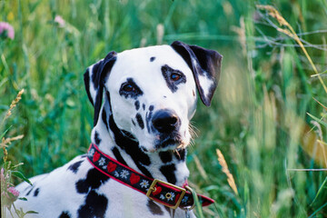 Close-up of a dalmatian laying in wildflowers
