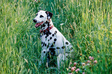 Dalmatian sitting in wildflowers