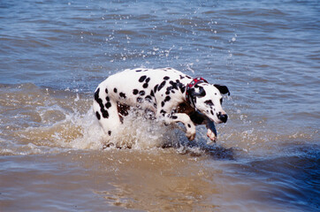 Dalmatian playing in water
