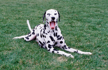 Dalmatian laying in grass