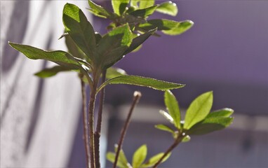 Fototapeta premium Plantas dentro del hogar