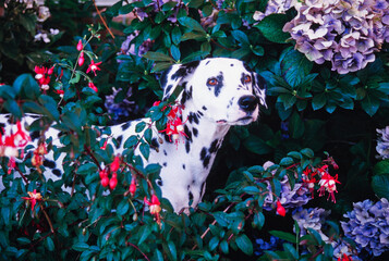 Dalmatian in flowery shrubs