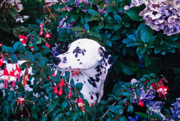 Dalmatian in flowery shrubs