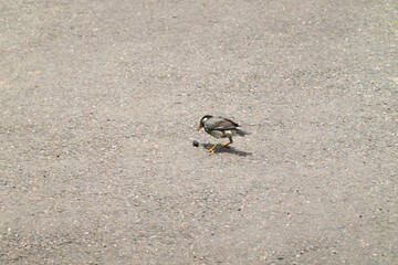果実を見つけた椋鳥
