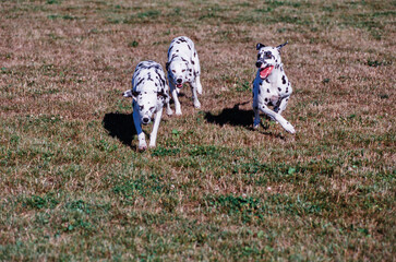 Three dalmatians running in a field