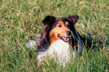 A sheltie dog laying in a grassy field