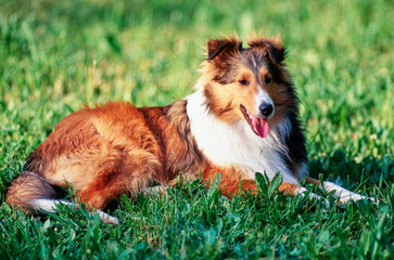 A sheltie dog laying in a grassy field