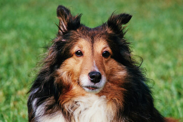 Close-up of a sheltie dog sitting in a grassy field
