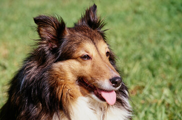 Close-up of a sheltie dog sitting in a grassy field
