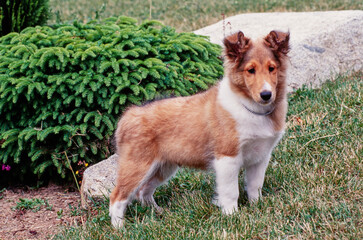 A sheltie puppy dog standing in a lawn in front of a shrub