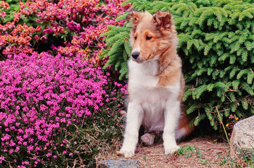 A sheltie puppy dog sitting between a shrub and pink flowers