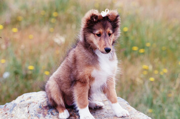 A sheltie puppy dog sitting on a rock in a grassy field with wildflowers