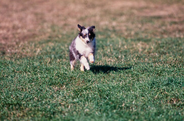 A sheltie puppy dog running on a grass lawn
