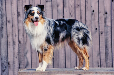 An Australian shepherd dog standing on a raised platform with a wooden fence behind it