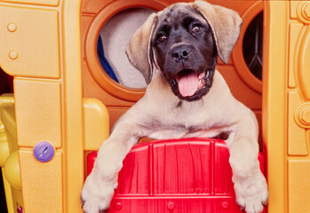 An English mastiff puppy dog in a playhouse - obrazy, fototapety, plakaty