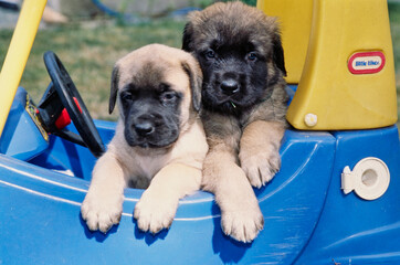Two English mastiff puppy dogs in a toy car - obrazy, fototapety, plakaty