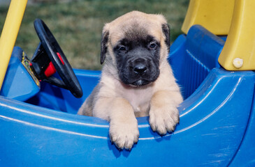 An English mastiff puppy dog in a toy car - obrazy, fototapety, plakaty