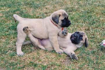 Two English mastiff puppy dogs playing on a grass lawn - obrazy, fototapety, plakaty