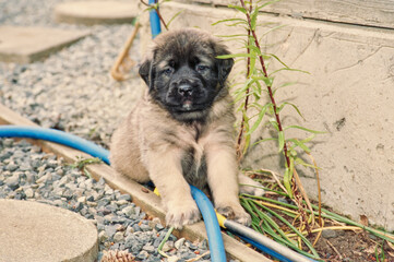An English mastiff puppy dog sitting on the edge of gravel path