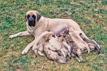 An English mastiff dog nursing her puppies - obrazy, fototapety, plakaty
