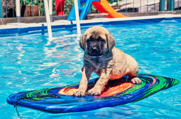 An English mastiff floating on a kickboard in a pool - obrazy, fototapety, plakaty