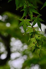 Obraz premium 圓光寺