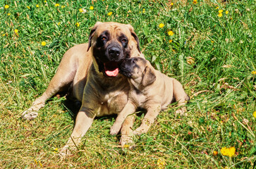 An English mastiff and puppy laying in a grassy field with yellow wildflowers - obrazy, fototapety, plakaty